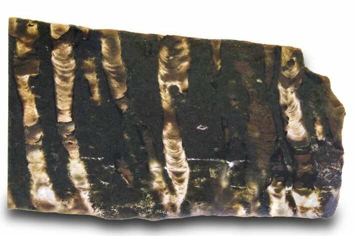 Proterozoic Stromatolite (Collenia) Slab - Minnesota #299967